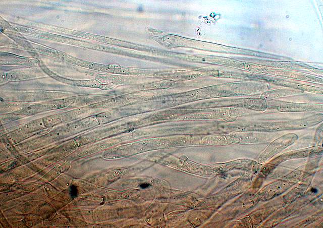 Cortinarius spec. Cod.:2899-07